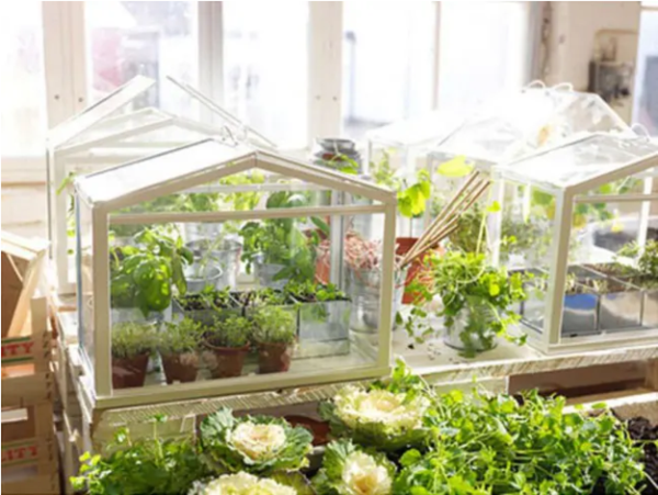DIY Ideas for Microgreens Grows