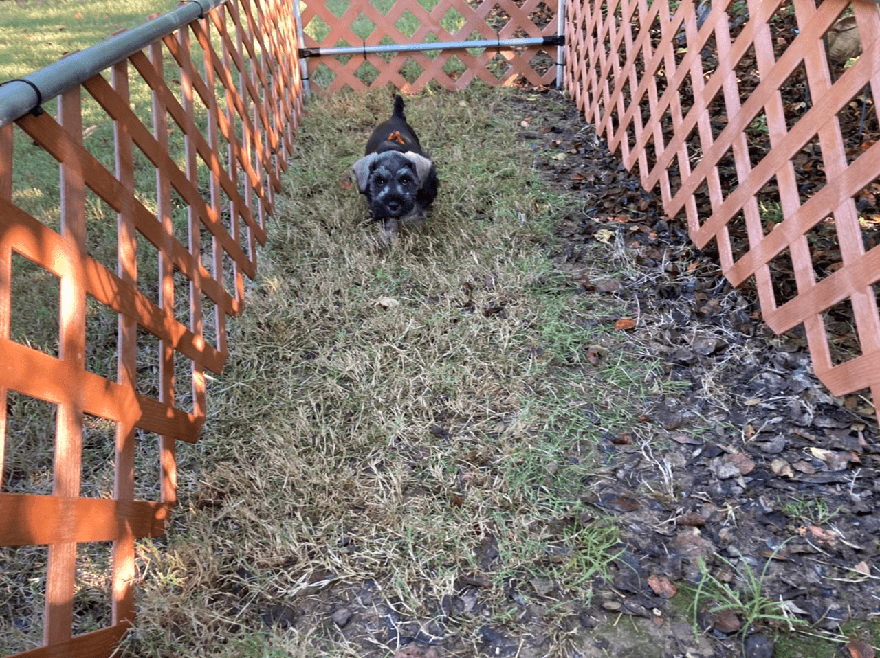 DIY Dog Run and More Maker Pipe Builds | Maker Pipe Monday - 014