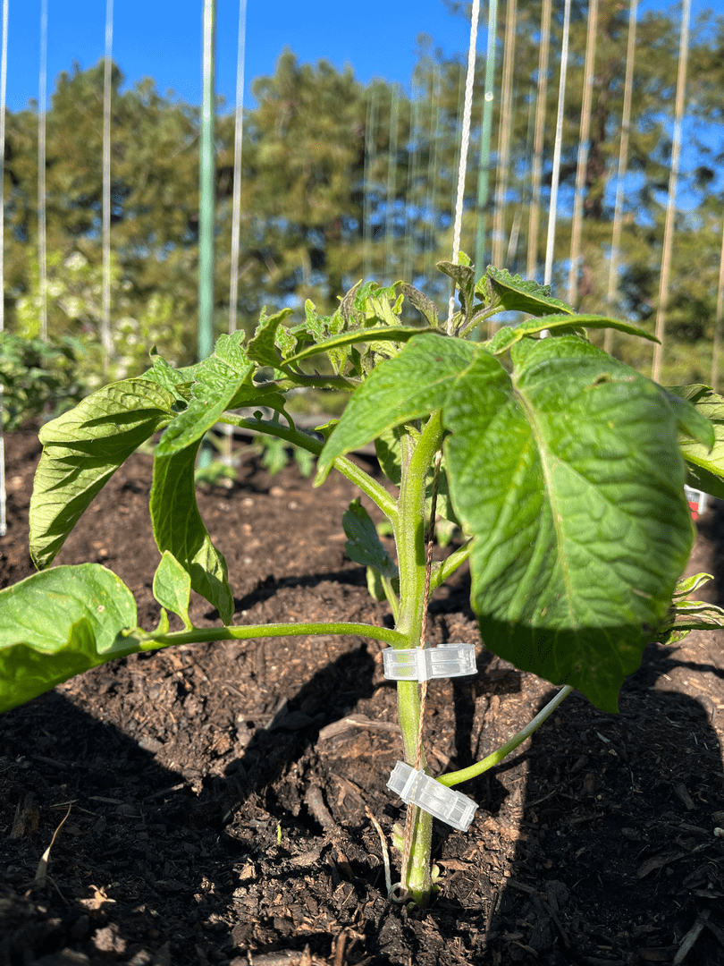 Revolutionize Your Garden With These DIY Trellis Designs