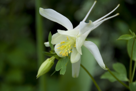 How to Create a DIY Hydroponics Gardening System for Awesome Results