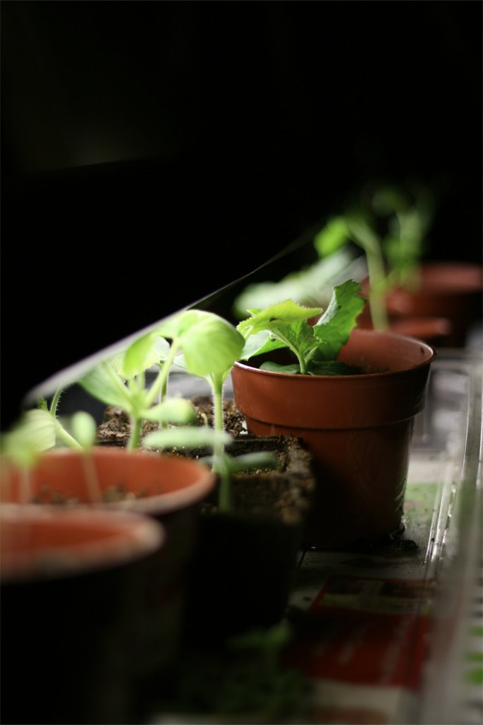 How to Build an Indoor Grow-Light Table for Winter 2019