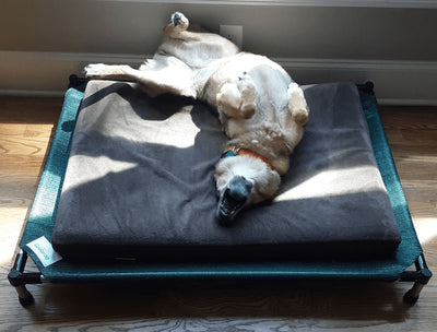 DIY Elevated Dog Bed Kit